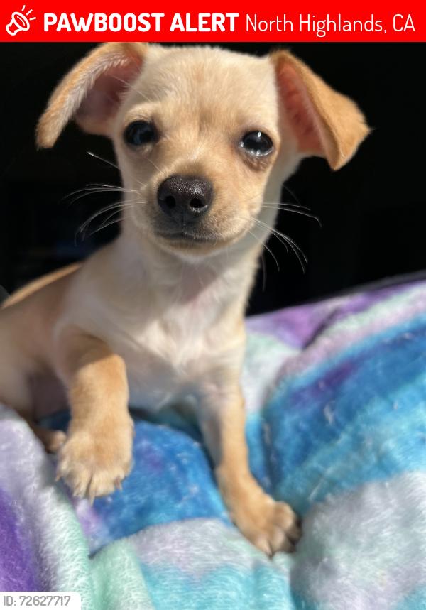Lost Female Dog last seen Don julio blvd , watt ave , larry way , North Highlands, CA 95660
