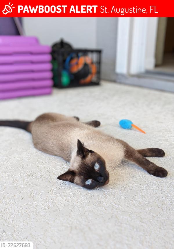 Lost Female Cat last seen Shores Boulevard & Valverde Lane, St. Augustine, FL 32086