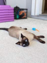 Lost Female Cat last seen Shores Boulevard & Valverde Lane, St. Augustine, FL 32086