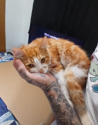 Lost Male Cat last seen mericamp, Ocala, FL 34472