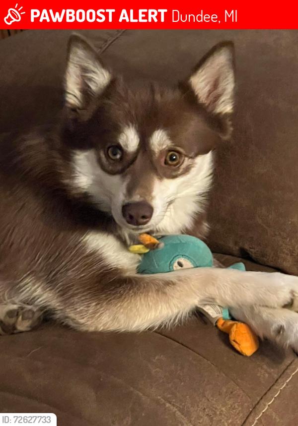 Lost Female Dog last seen M50/Mechanic St Dundee mi, Dundee, MI 48131