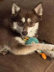 Lost Female Dog last seen M50/Mechanic St Dundee mi, Dundee, MI 48131