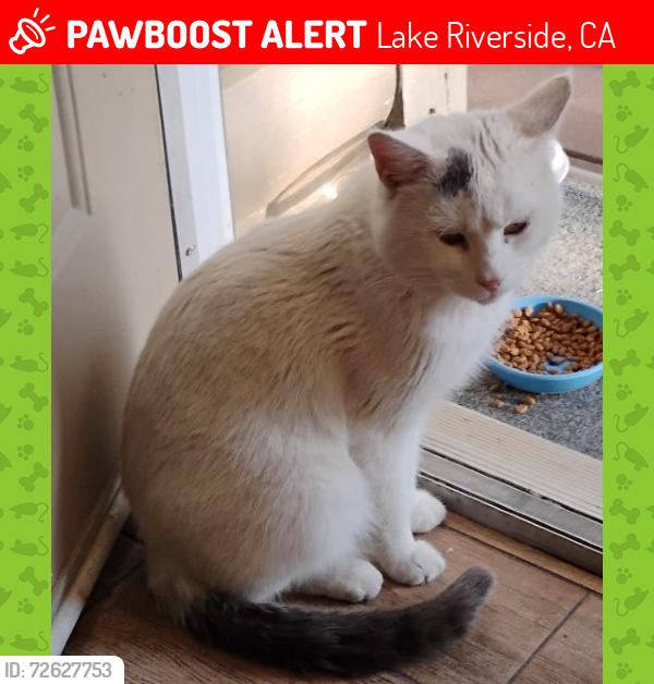 Lost Male Cat last seen irons rd and wildwood ln, Lake Riverside, CA 92536