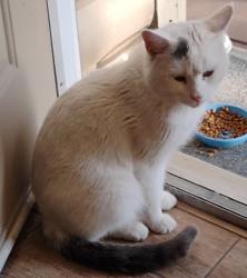 Lost Male Cat last seen irons rd and wildwood ln, Lake Riverside, CA 92536