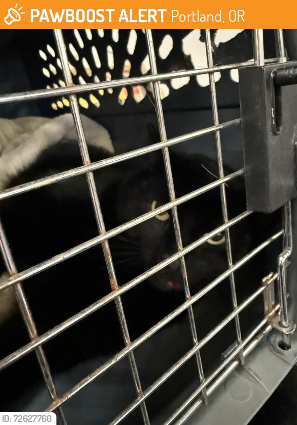 Found/Stray Male Cat last seen Sw Idaho drive and sw Upper Loop, Portland, OR 97221