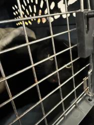 Found/Stray Male Cat last seen Sw Idaho drive and sw Upper Loop, Portland, OR 97221