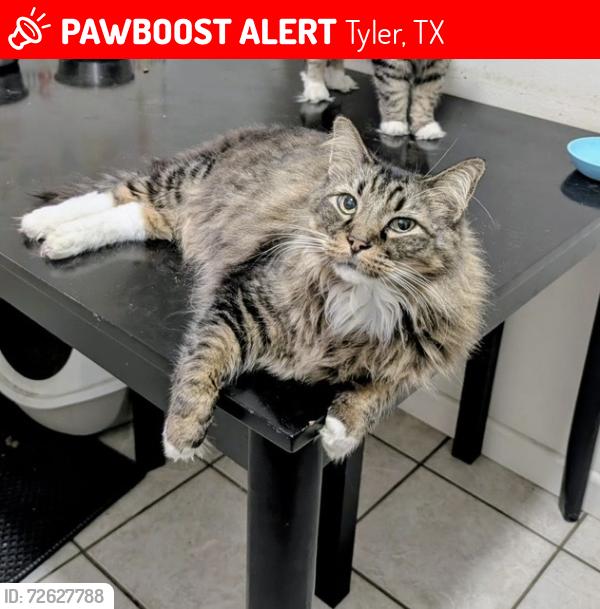 Lost Male Cat last seen Andy Wood neighborhood , Tyler, TX 75701