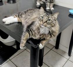 Lost Male Cat last seen Andy Wood neighborhood , Tyler, TX 75701