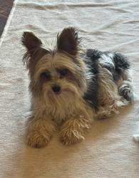 Lost Female Dog last seen 93rd and quacker, Lubbock, TX 79424