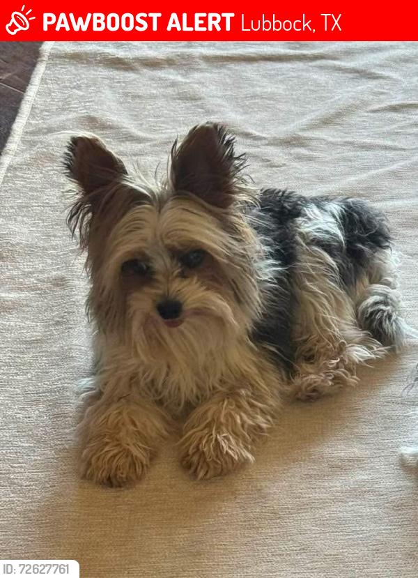 Lost Female Dog last seen 93rd and quacker, Lubbock, TX 79424