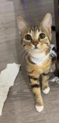 Lost Female Cat last seen Londonderry School, Edmonton, AB T5C 1A5
