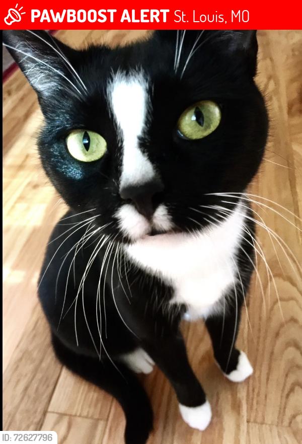 Lost Female Cat last seen Telegraph Rd and Christopher Rd, St. Louis, MO 63129