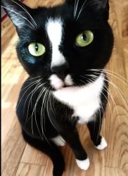 Lost Female Cat last seen Telegraph Rd and Christopher Rd, St. Louis, MO 63129