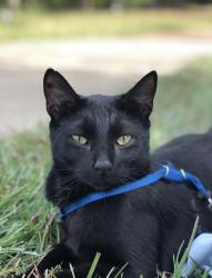 Lost Male Cat last seen Becky Don Dr, Greer, SC 29651