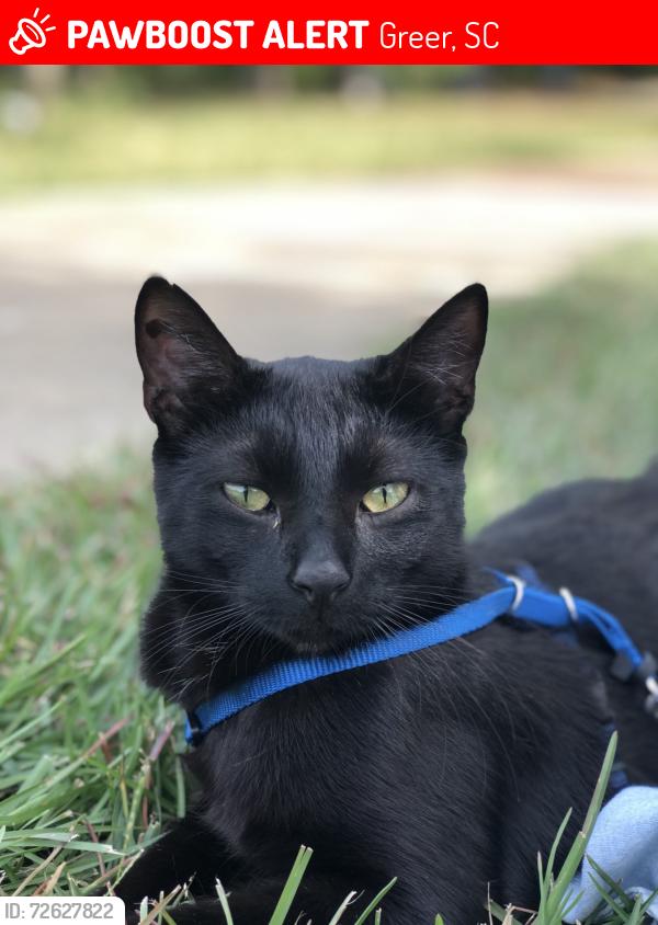 Lost Male Cat last seen Becky Don Dr, Greer, SC 29651