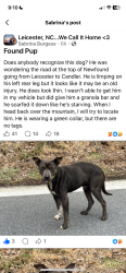 Found/Stray Male Dog last seen s Gap road near Leicester NC, Buncombe County, NC 28748