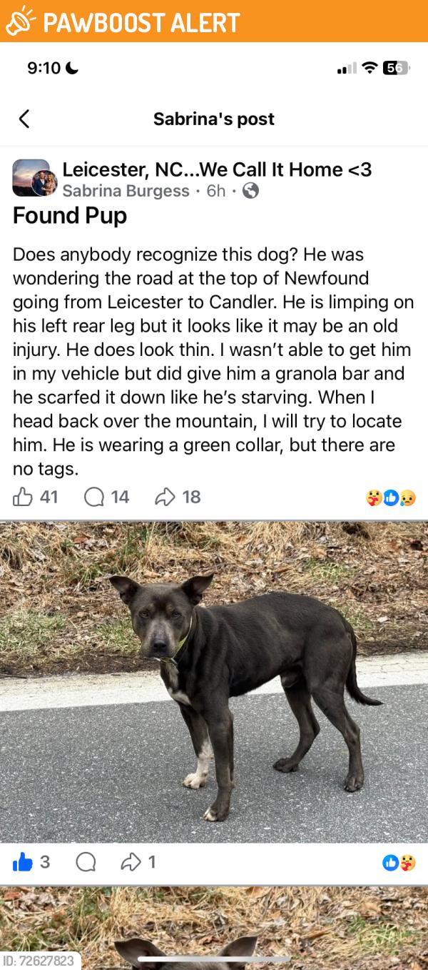 Found/Stray Male Dog last seen s Gap road near Leicester NC, Buncombe County, NC 28748