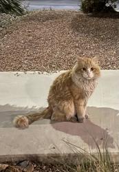 Found/Stray Unknown Cat last seen N decatur and w Centennisl, North Las Vegas, NV 89031