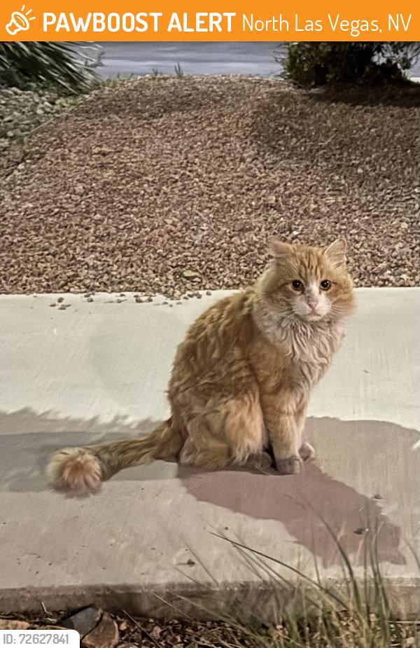 Found/Stray Unknown Cat last seen N decatur and w Centennisl, North Las Vegas, NV 89031