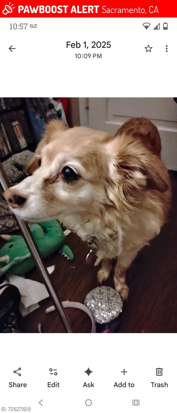 Lost Female Dog last seen Astral and Lincoln village , Sacramento, CA 95827
