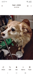 Lost Female Dog last seen Astral and Lincoln village , Sacramento, CA 95827