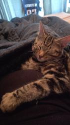 Lost Male Cat last seen Near swanzey factory rd , Keene, NH 03431