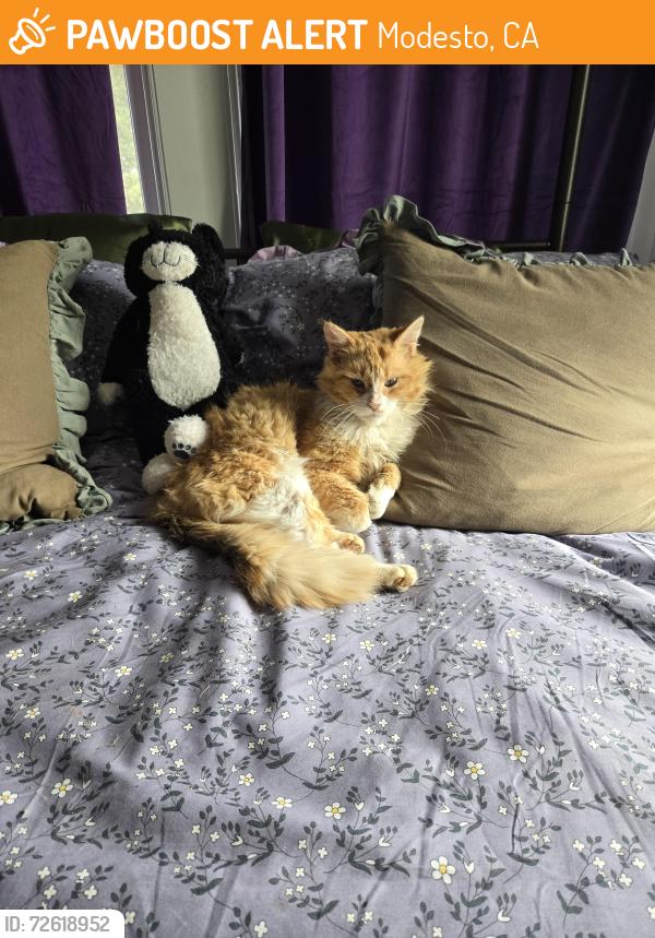 Found/Stray Male Cat last seen Paradise and Shiloh , Modesto, CA 95351