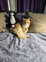 Found/Stray Male Cat last seen Paradise and Shiloh , Modesto, CA 95351