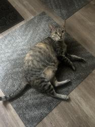 Lost Female Cat last seen Elkhart & Rutgers RD, Richmond, VA 23235