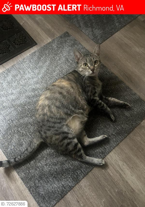 Lost Female Cat last seen Elkhart & Rutgers RD, Richmond, VA 23235