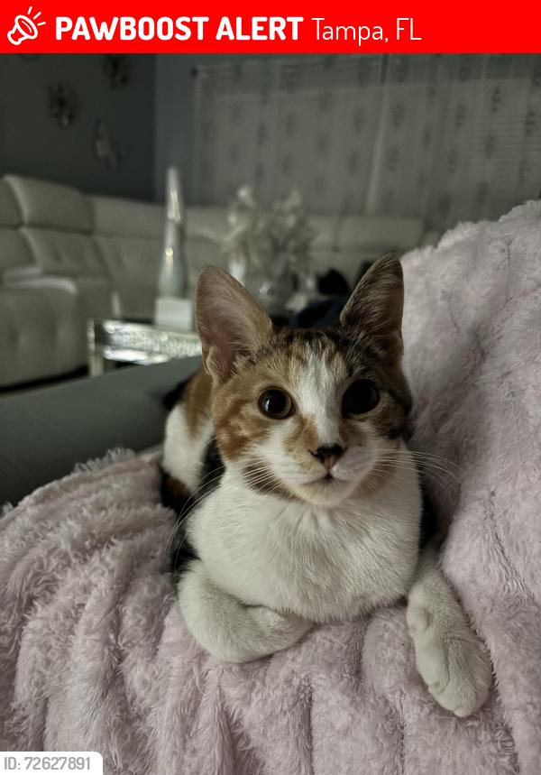 Lost Female Cat last seen springside lane, Tampa, FL 33615