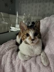 Lost Female Cat last seen springside lane, Tampa, FL 33615