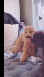 Lost Female Dog last seen Baker rd, Rosenberg, TX 77471