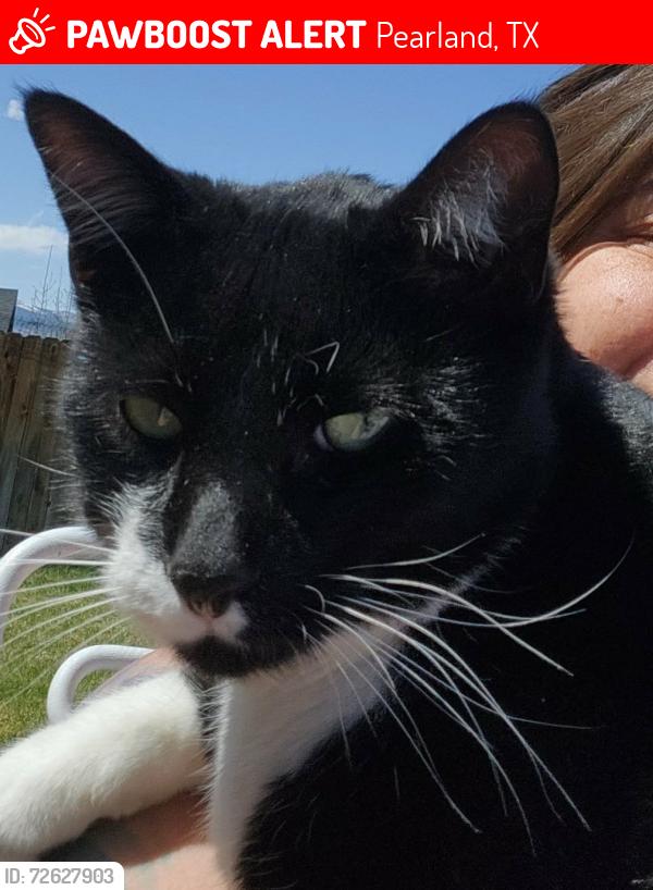 Lost Male Cat last seen Bobby St, Pearland, TX 77581