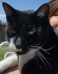 Lost Male Cat last seen Bobby St, Pearland, TX 77581