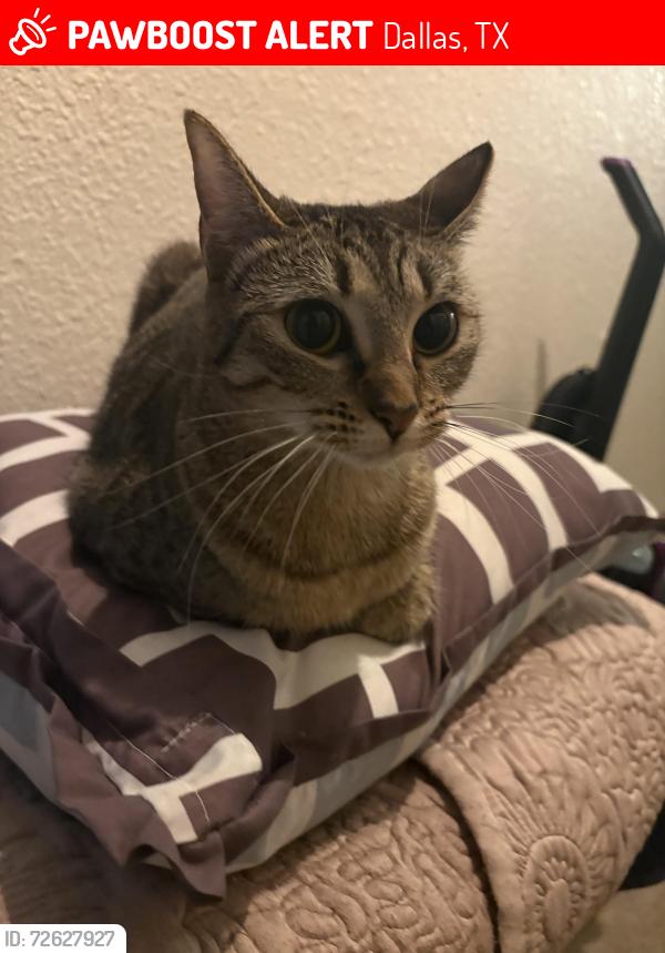 Lost Female Cat last seen Brighton Ave , Dallas, TX 75208