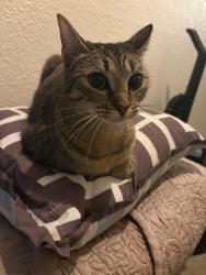 Lost Female Cat last seen Brighton Ave , Dallas, TX 75208