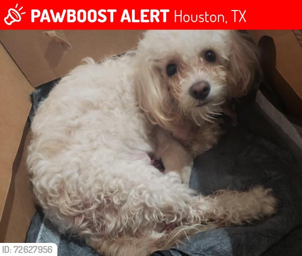 Lost Female Dog last seen Almeda Genoa st , Houston, TX 77048