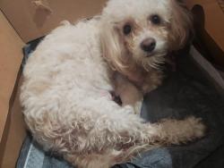 Lost Female Dog last seen Almeda Genoa st , Houston, TX 77048