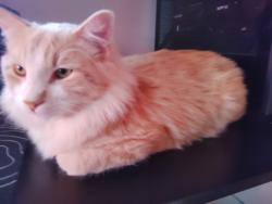 Lost Male Cat last seen Hampshire Blvd and Griggs Ave, Fort Worth, TX 76103