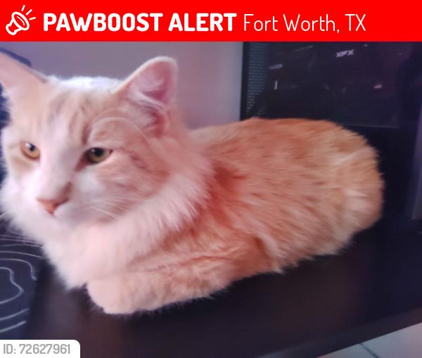 Lost Male Cat last seen Hampshire Blvd and Griggs Ave, Fort Worth, TX 76103