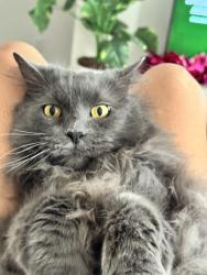 Lost Male Cat last seen The Lantana apmts by the High School, San Marcos, TX 78666