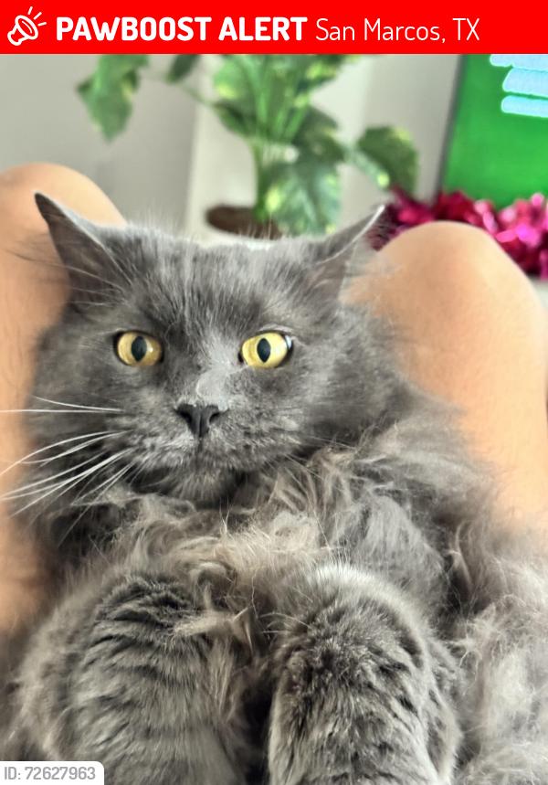 Lost Male Cat last seen The Lantana apmts by the High School, San Marcos, TX 78666