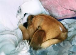 Lost Male Dog last seen RR Trax ,ensley st, Ensley, FL 32534