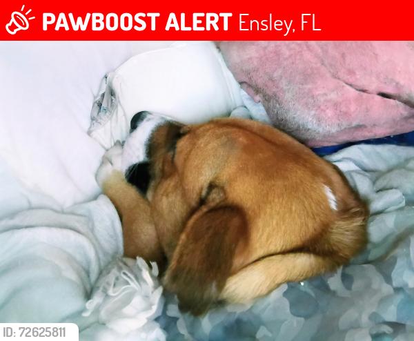 Lost Male Dog last seen RR Trax ,ensley st, Ensley, FL 32534