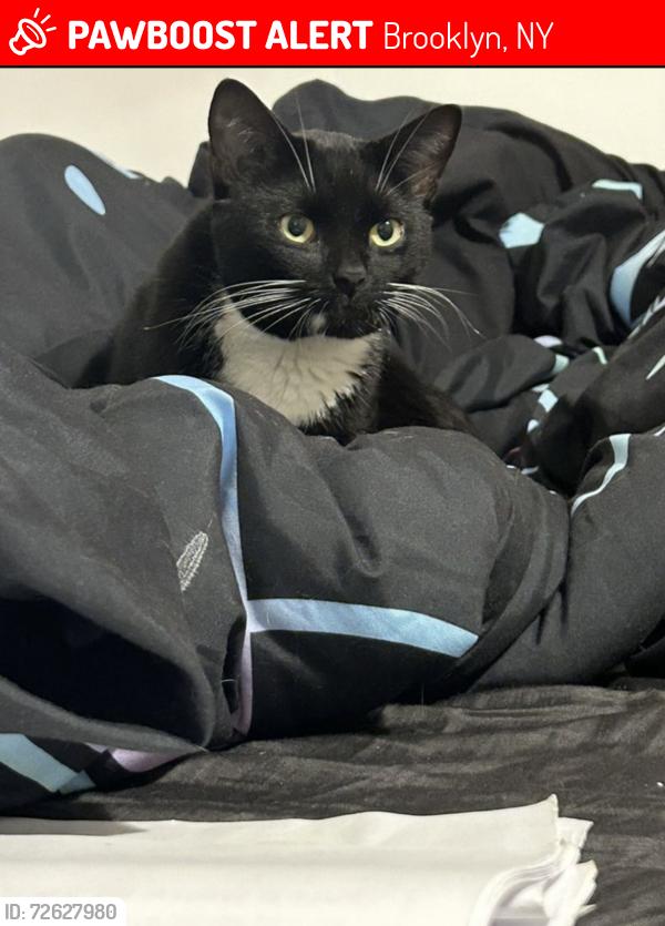 Lost Male Cat last seen Stuyvesant , Brooklyn, NY 11221