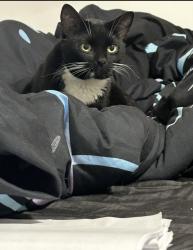 Lost Male Cat last seen Stuyvesant , Brooklyn, NY 11221