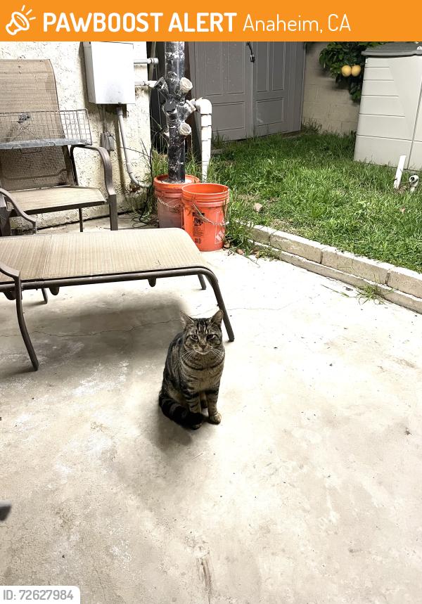 Found/Stray Unknown Cat last seen Lincoln and Euclid, Anaheim, CA 92801