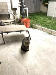 Found/Stray Unknown Cat last seen Lincoln and Euclid, Anaheim, CA 92801