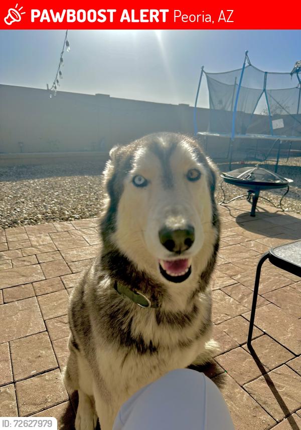 Lost Male Dog last seen Peoria az, Peoria, AZ 85345